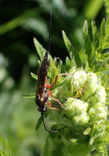 Réf. 322 376 : Lissonota sp.